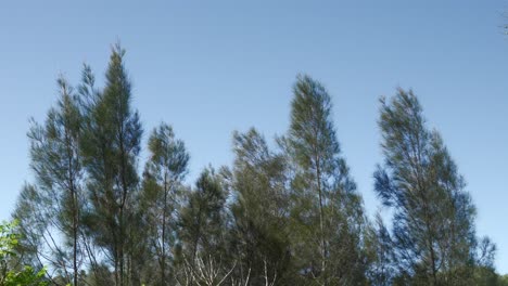 árbol alto, ramas verdes en verano, moviéndose suavemente con el viento, bosque