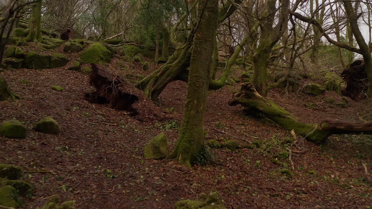 Woodland ravaged by storm with debris, fallen branches, and uprooted trees, aerial fly over bridge