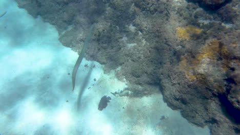 top down view of needlefish swimming along hawaiian coral reef