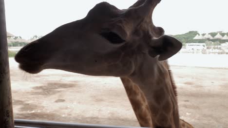 a close-up shot of a giraffe's head