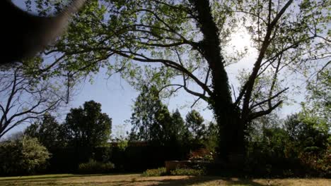 empty swing on tree swinging in garden