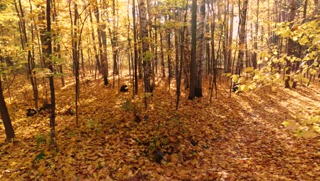 madera de bosque de otoño colorida