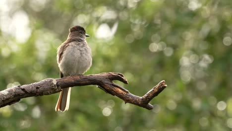 a crowned slaty flycatcher perching on a tree on a rainy day