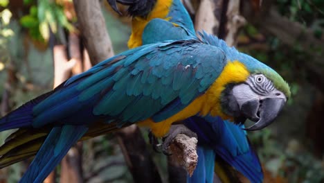 two blue and gold macaws parrots hanging on the tree branch in the rainforest close-up