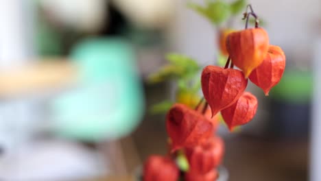 Chinese-Lantern-Plant