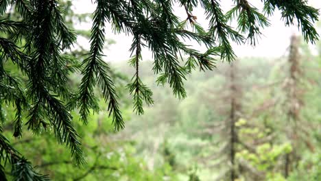 close-up of wet pine branches in a forest