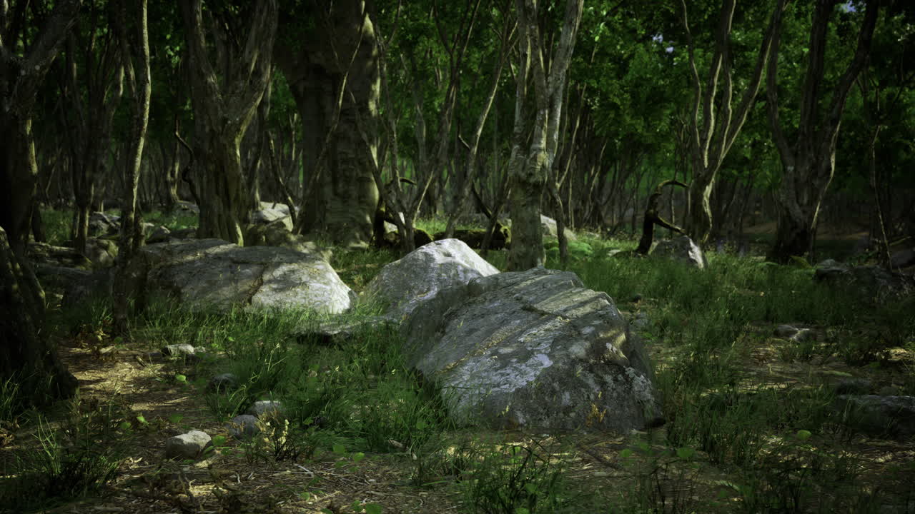 Lush green forest with large boulders and dense foliage in midday sunlight