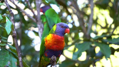 una foto de cerca de hermosos lorikeets arco iris, trichoglossus moluccanus con un plumaje vibrante y colorido, encaramado en la rama del árbol en su hábitat natural, curiosamente explorando los alrededores