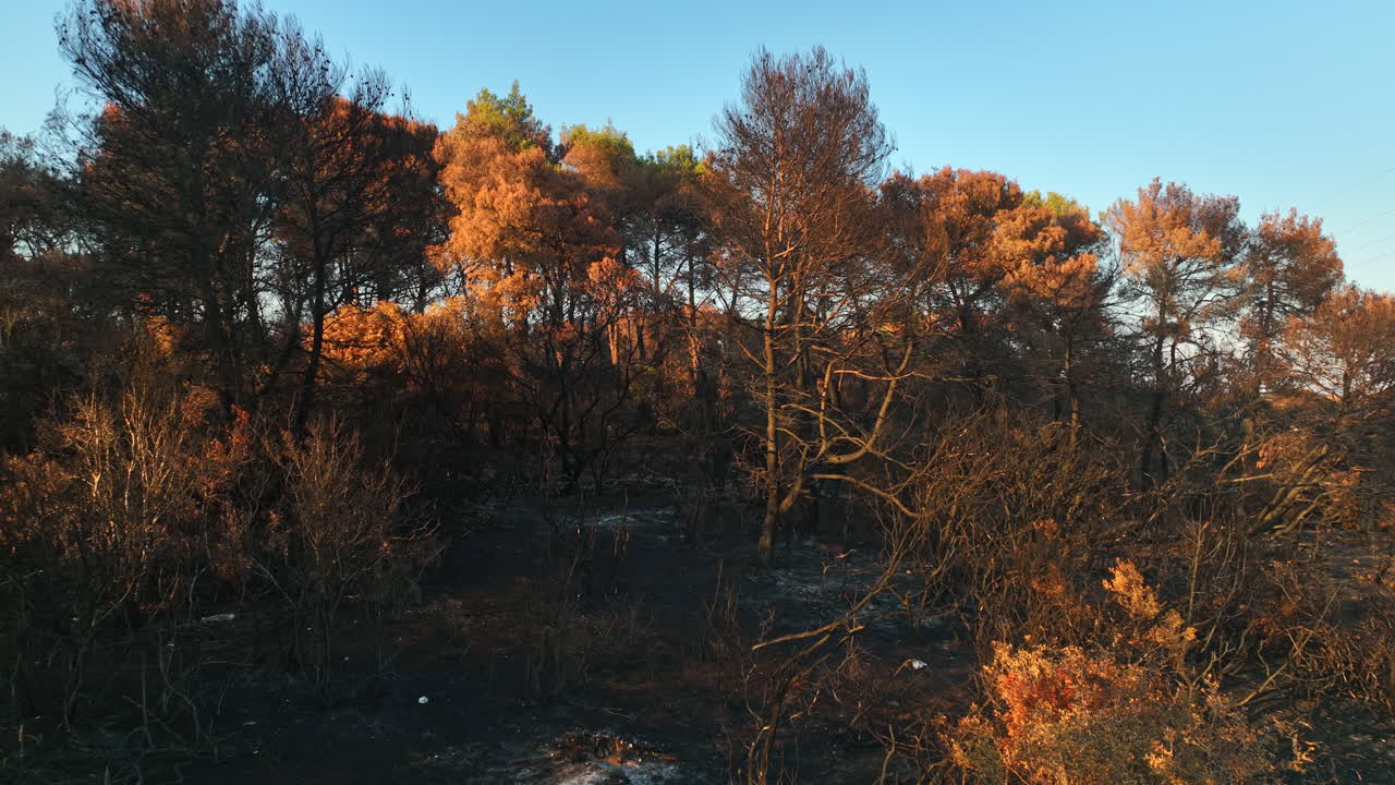 Aerial pull back in front of scorched woods, forest fiire outcome, sunny evening