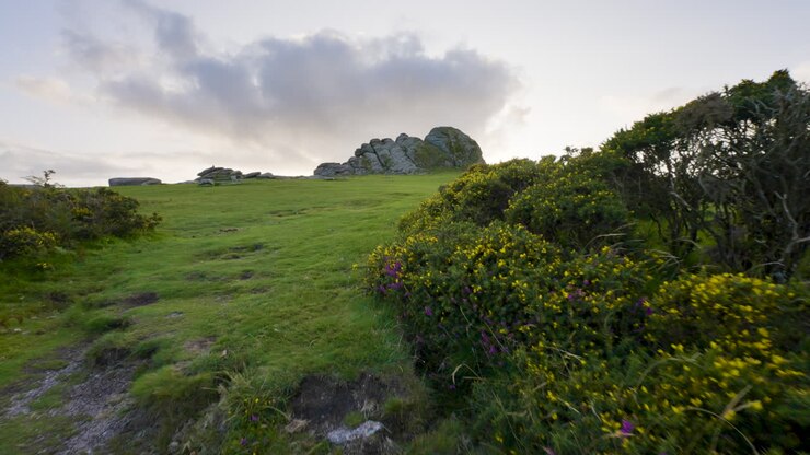 Scenic Hillside Landscape with Rocks and Flowers
