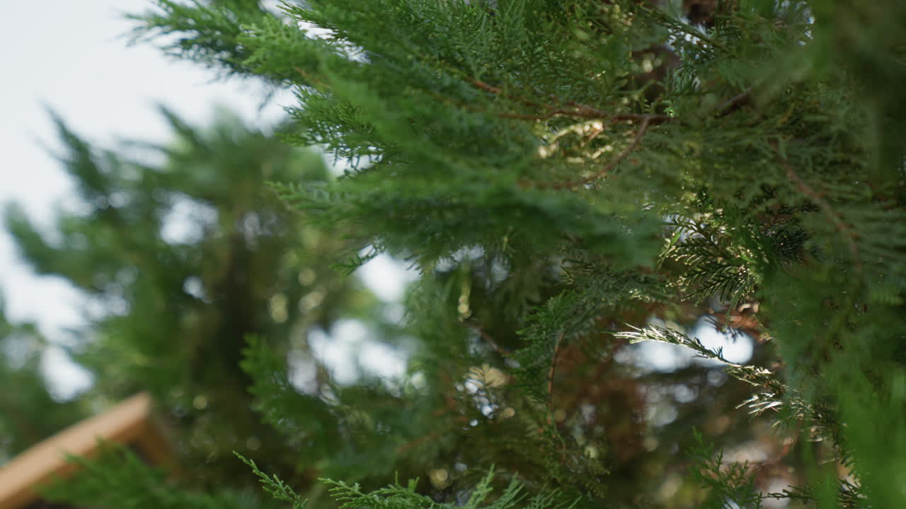 Closeup cedar branches in motion, camera tracks through dense foliage with visible twig and bark, breezedriven sway creates cinematic rhythm arborist viewpoint and wildlife observer vibe for energetic