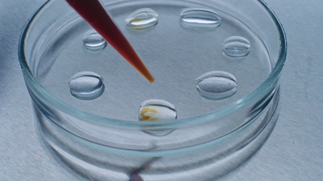 Petri Dish Experiment with Liquids and Pipette