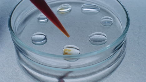 experimento en placa de petri con líquidos y pipeta