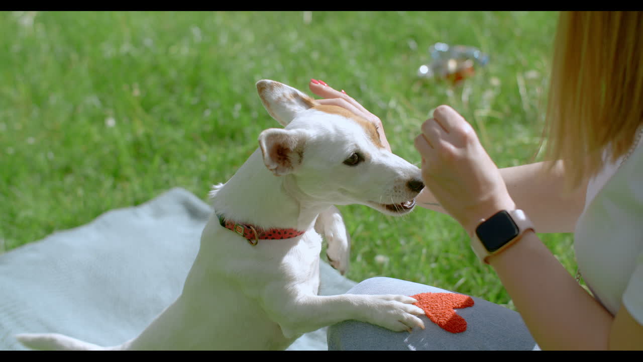 공원에서 개와 놀고 있는 여자