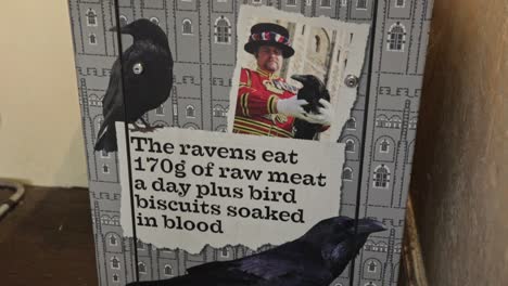 tower of london informational sign plate about raven