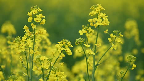 close up footage of blooming rape land in countryside in europe