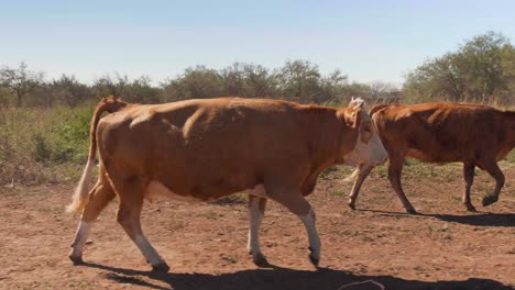 vaca marrón caminando en una zona agrícola rural