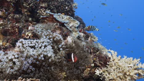 Tropical-coral-reef-with-clown-fish-a-beautiful-staghorn-coral-formation-on-a-shipwreck-in-Palau,-Micronesia