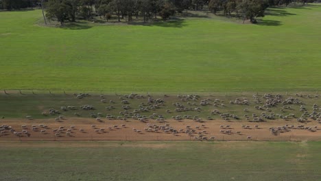 a wide-angle aerial shot of herding sheep across the field