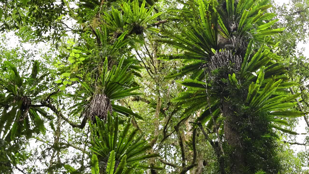 Camera tilts upward along lush birds nest ferns growing on tall rainforest trees, revealing dense green foliage under soft, natural daylight in a mountain forest