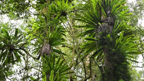 camera tilts upward along lush birds nest ferns growing on tall rainforest trees, revealing dense green foliage under soft, natural daylight in a mountain forest