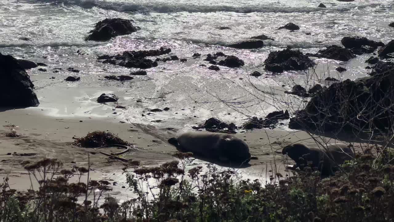 Handheld telephoto panning shot of elephant seal bulls jostling on the beach at Piedras Blancas Rookery in Central California. 4K