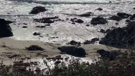 handheld telephoto panning shot of elephant seal bulls jostling on the beach at piedras blancas rookery in central california. 4k