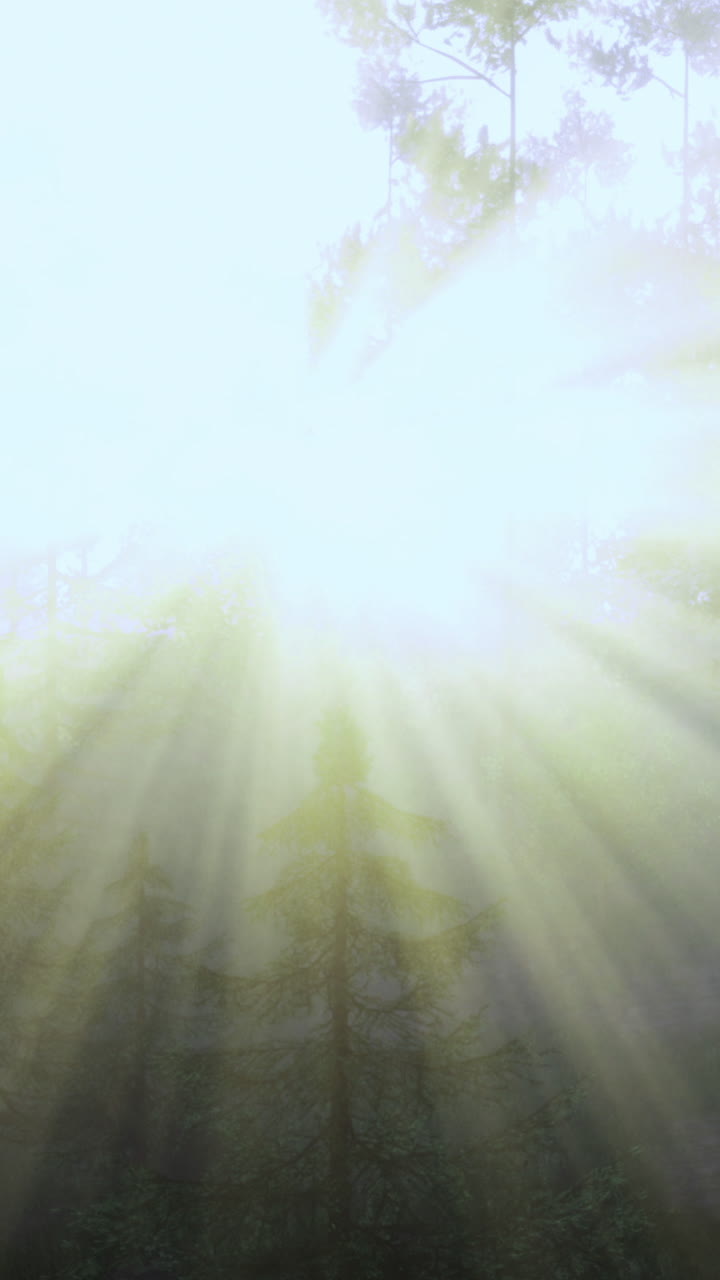 Aamun valo paistaa puiden läpi sumuisena päivänä metsässä.