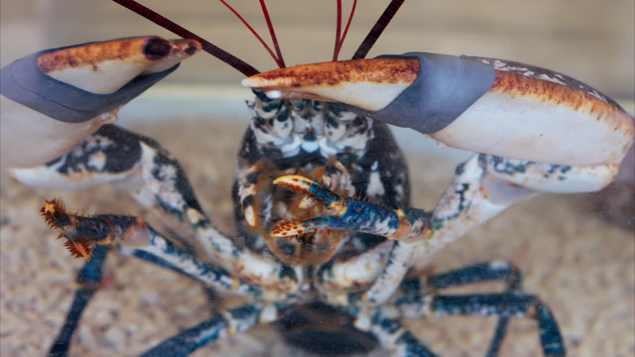 Close up of a lobster moving in an aquarium