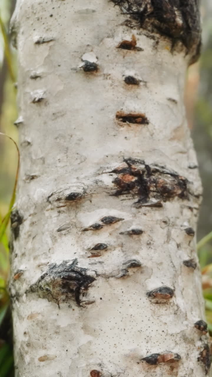 Birch with smooth white bark and black lenticels. Tall deciduous tree in middle of forest. Warm summer day in natural environment on blurred background