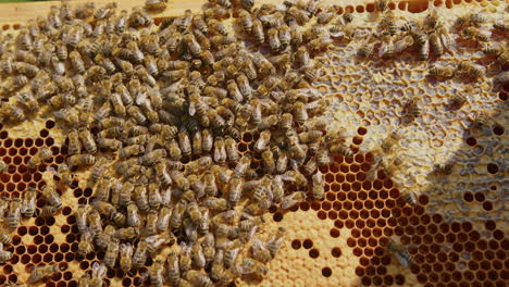 hive frame with a honeycomb, bees, honey, and brood cells, close-up shot