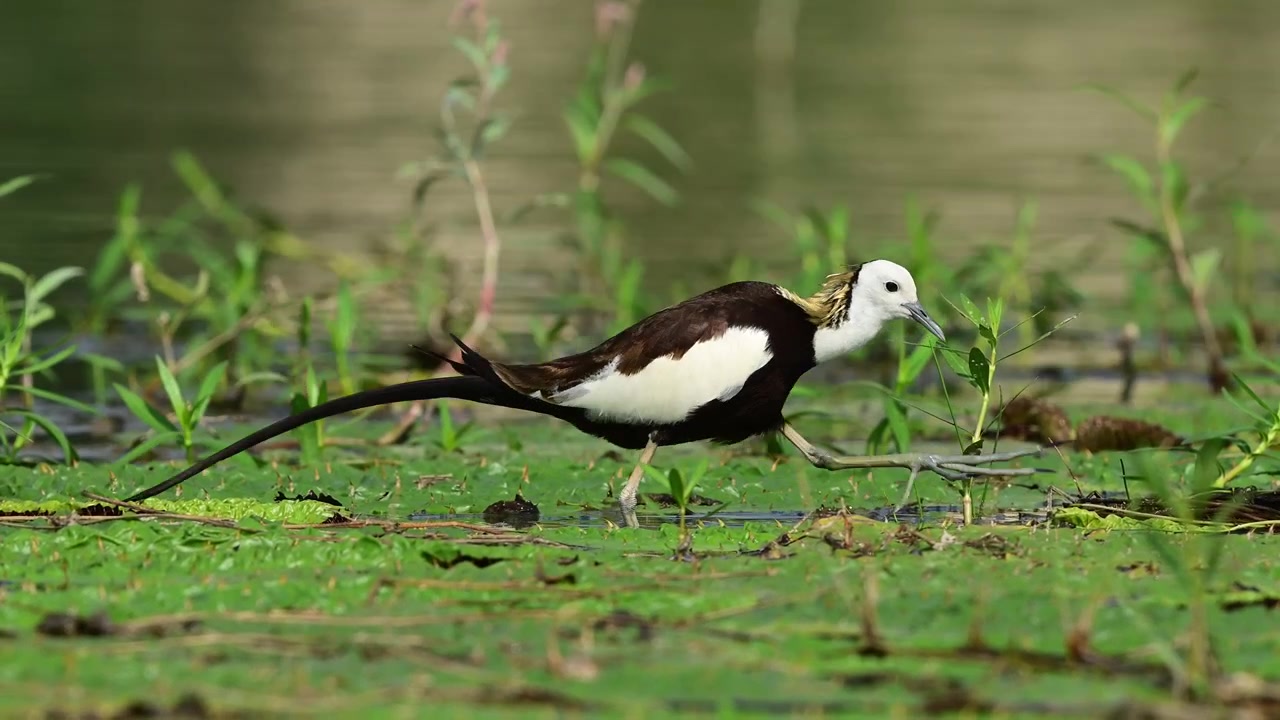 Incontaminata scena di fauna selvatica all'aperto che cattura una bellissima Jacana dalla coda di fagiano che si nutre pacificamente su uno sfondo splendidamente sfocato