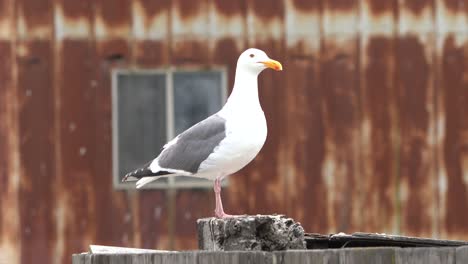 la gaviota de mar de cerca 4k