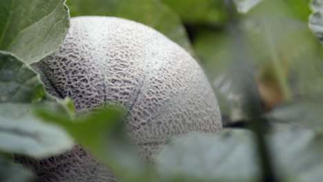 Makro,-Nahaufnahme-Einer-Reifen-Cantaloupe-Melone-In-Einem-Grünen-Garten