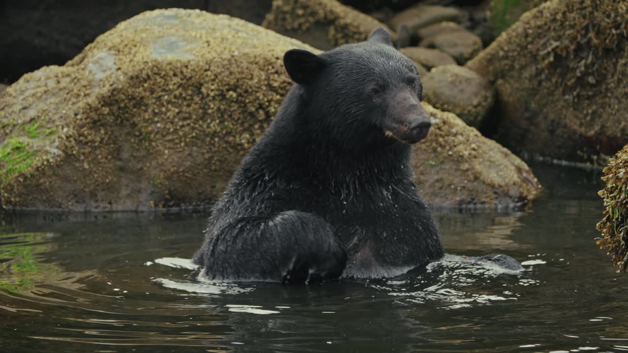 Orso nero dell'isola di Vancouver che fa il bagno nel fiume a Port Hardy, Columbia Britannica, Canada. Primo piano