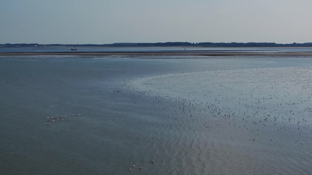 High angle drone view of aquatic birdlife in shallows of Hinderplaat tidal flats
