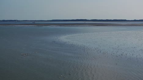 high angle drone view of aquatic birdlife in shallows of hinderplaat tidal flats