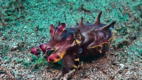 close up of flamboyant cuttlefish changing colors while walking over sandy reef