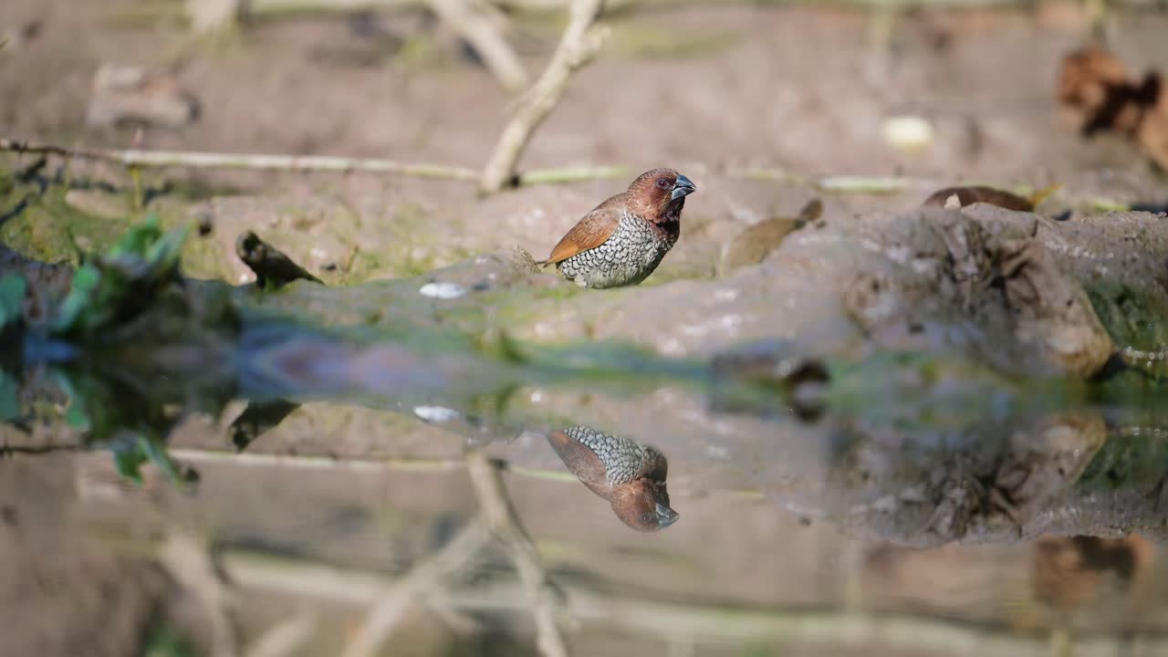 Scaly-breasted Munia by the Water