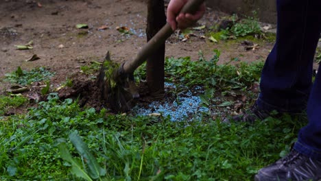fertilizantes químicos en viñedos y granjeros cavando tierra alrededor de los árboles