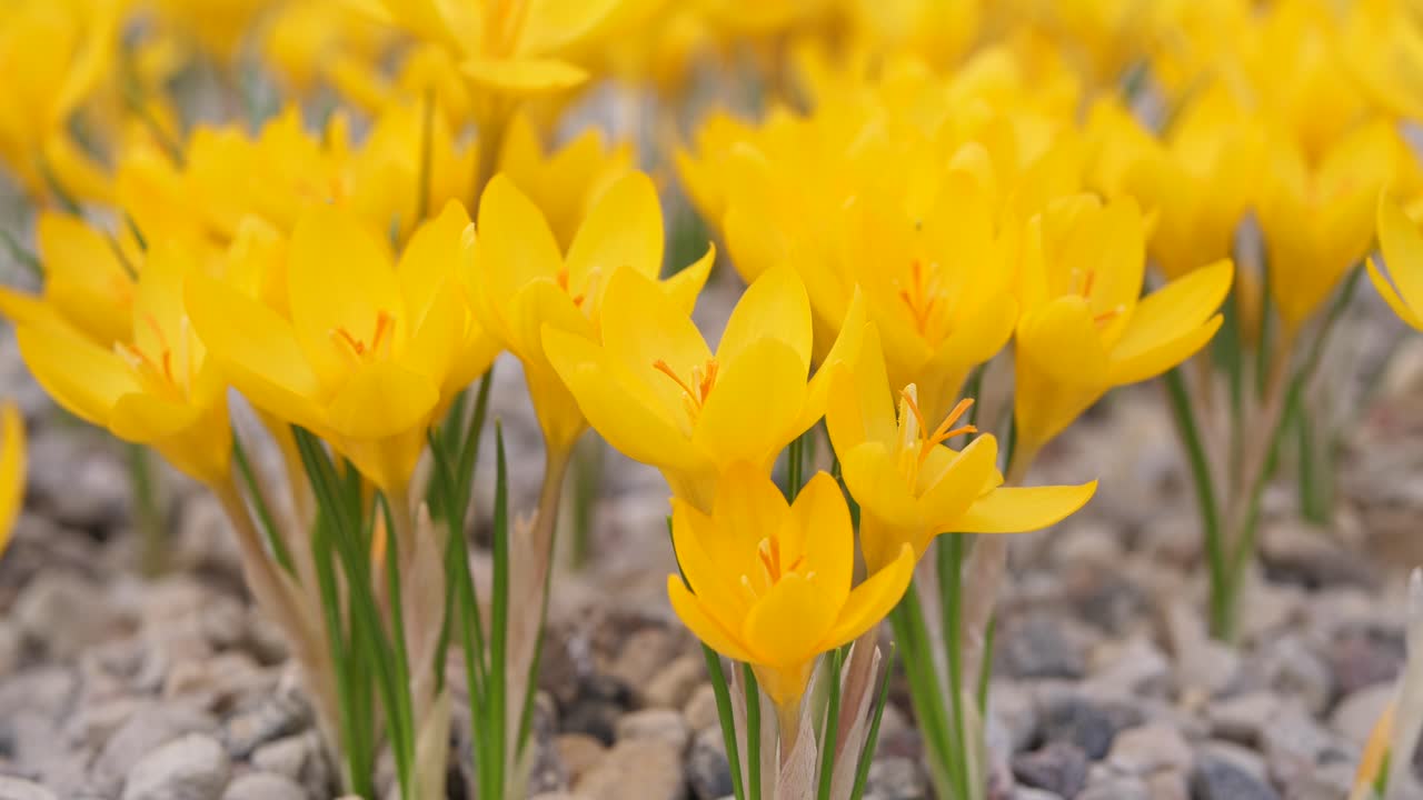 крокусы с красивыми разноцветными цветками