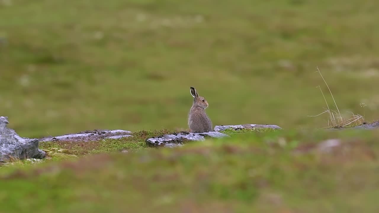 Small mountain hare sitting on green hill landscape in Norway aerial