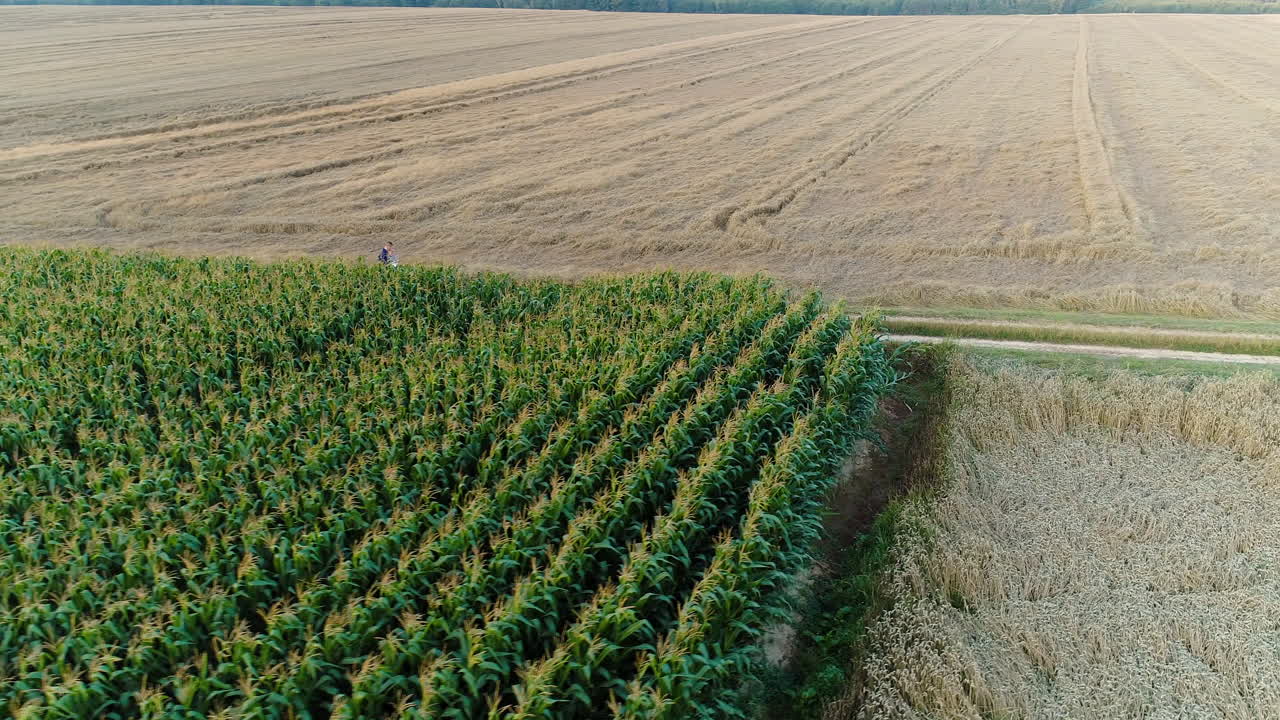 agricultura toma aérea del campo de maíz 7