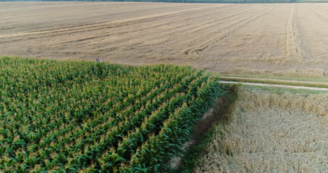 agricultura toma aérea del campo de maíz 7