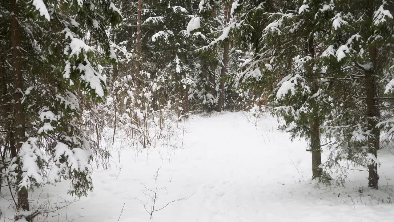 Winter forest tree tops with a lot of snow.