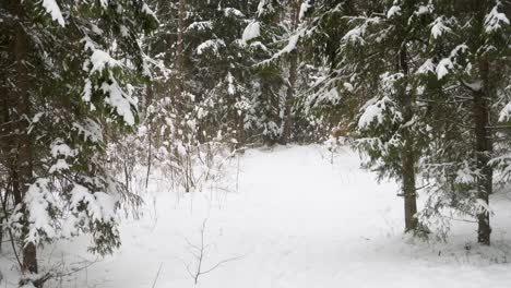winter forest tree tops with a lot of snow.