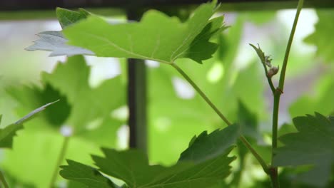 focus shifting through green grape leaves brightened by the sun