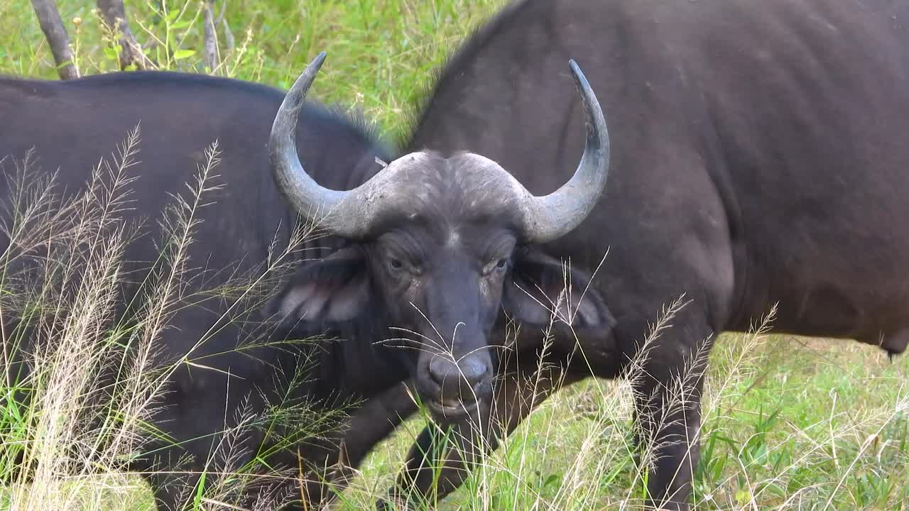 남아프리카 공화국 크루거 국립공원에서 야생에서 풀을 먹는 어린 버팔로, 에 다른 버팔로가 있고, 짧은 거리에서 카메라를 자발적으로 바라보고 있습니다.