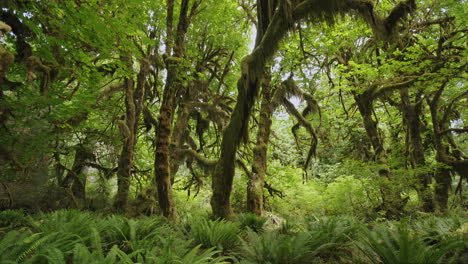 Hall-of-Mosses-Olympic-National-Park,-Maple-Trees-covered-in-lush-moss