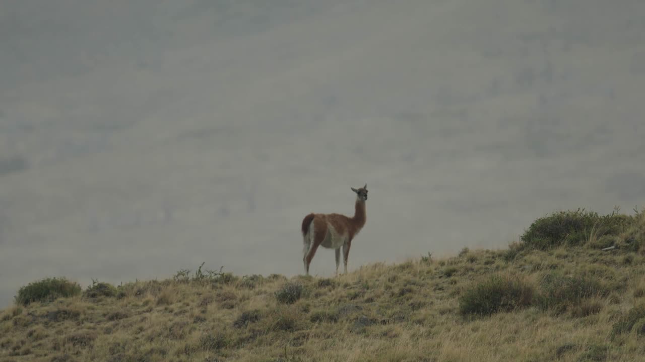 guanaco camina desde la cima de una colina